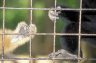 White-handed Gibbons (<em>Hylobates lar</em>), Angkor Zoo, Angkor, CAMBODIA